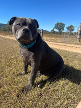 Load image into Gallery viewer, Lake Blue Dog Collar