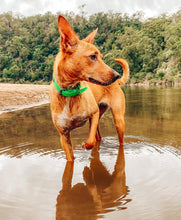 Load image into Gallery viewer, Collar and SS Name Tag *Most Popular*