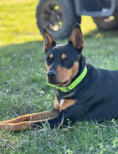 Load image into Gallery viewer, Collar and SS Name Tag *Most Popular*