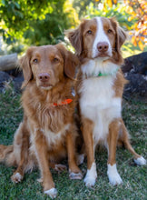 Load image into Gallery viewer, Collar and SS Name Tag *Most Popular*