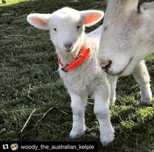 Load image into Gallery viewer, Collar and SS Name Tag *Most Popular*