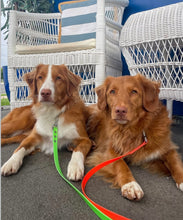 Load image into Gallery viewer, Collar and Lead Deal