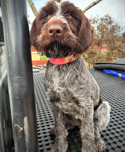 Load image into Gallery viewer, Collar and SS Name Tag *Most Popular*