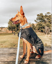 Load image into Gallery viewer, Collar and Lead Deal