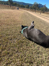 Load image into Gallery viewer, Mint Dog Collar