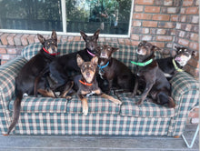 Load image into Gallery viewer, Fluro Green Dog Collar