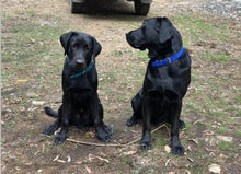 Load image into Gallery viewer, Sky Blue (Royal Blue) Dog Collar