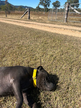 Load image into Gallery viewer, Yellow Dog Collar