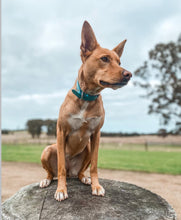 Load image into Gallery viewer, Teal Green Dog Collar