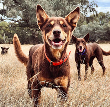 Load image into Gallery viewer, Collar and SS Name Tag *Most Popular*