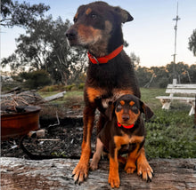 Load image into Gallery viewer, Red Dog Collar