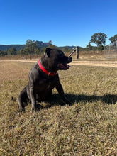 Load image into Gallery viewer, Red Dog Collar