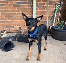 Load image into Gallery viewer, Sky Blue (Royal Blue) Dog Collar