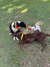 Load image into Gallery viewer, Fluro Yellow Dog Collar