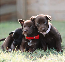 Load image into Gallery viewer, Red Dog Collar