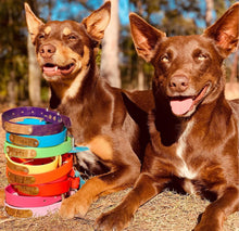 Load image into Gallery viewer, Collars + Brass Plates Bundle Deal