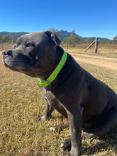 Load image into Gallery viewer, Collar and SS Name Tag *Most Popular*