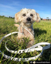 Load image into Gallery viewer, Dog Lead Thick 25mm Wide