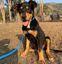 Load image into Gallery viewer, Cyan Blue (Light Blue) Dog Collar