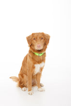 Load image into Gallery viewer, Fluro Green Dog Collar