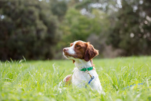 Green Dog Collar