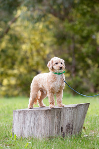 Green Dog Collar