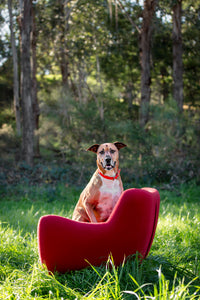 Red Dog Collar