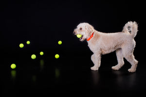 Fluro Orange Dog Collar