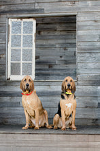 Load image into Gallery viewer, Red Dog Collar