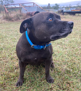 Cyan Blue (Light Blue) Dog Collar