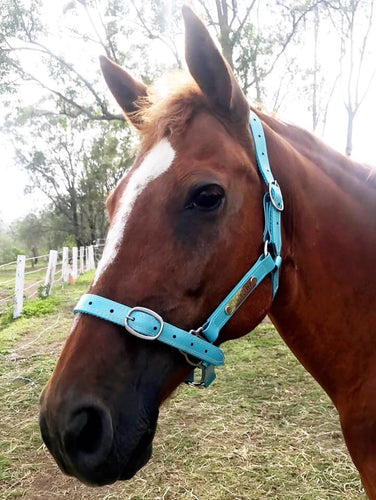 Horse Halter